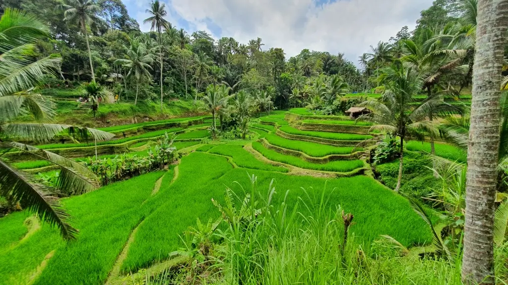 Tegallalang Reisfelder - Ubud