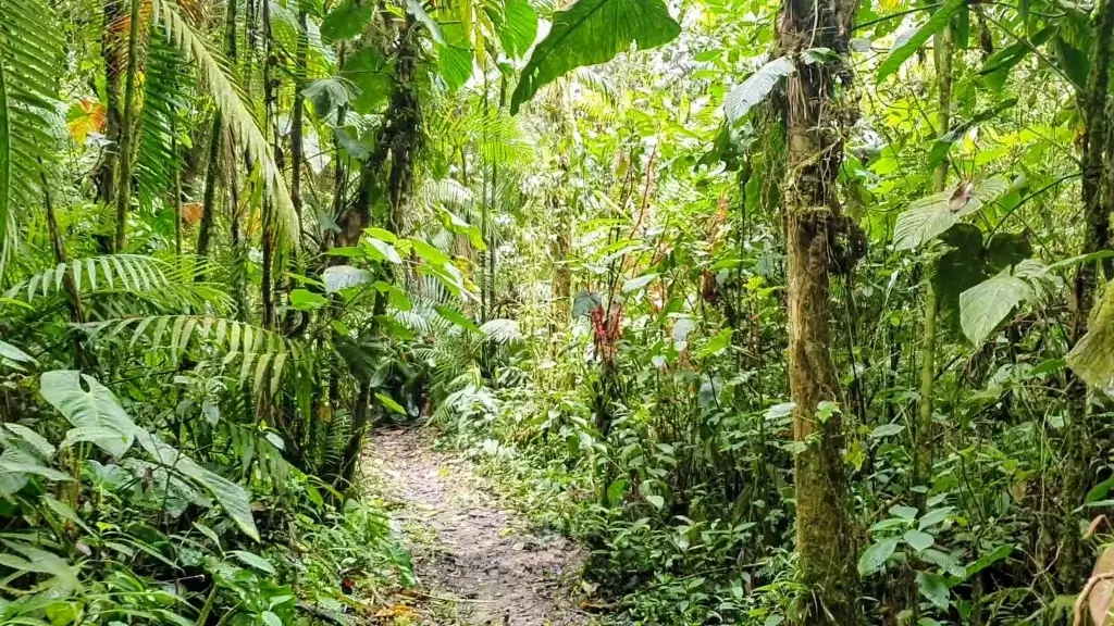 Ecuador-Mindo-Yellow-House-Trail-Nebelwald-2