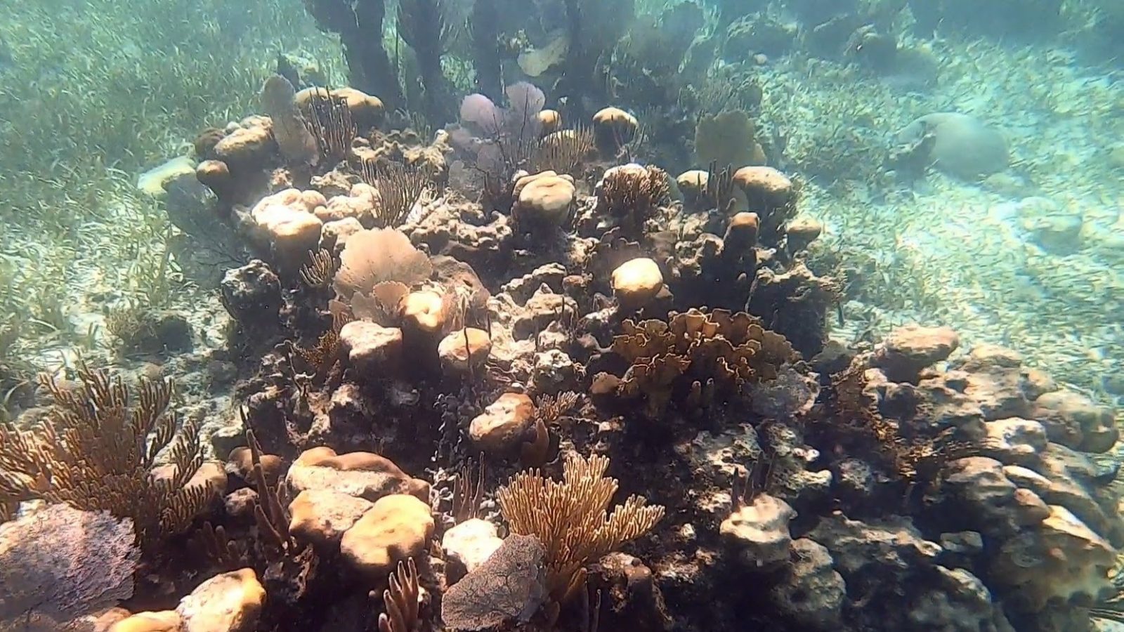 Indonesien-Gili-Air-Schhnorcheln-Korallen-2