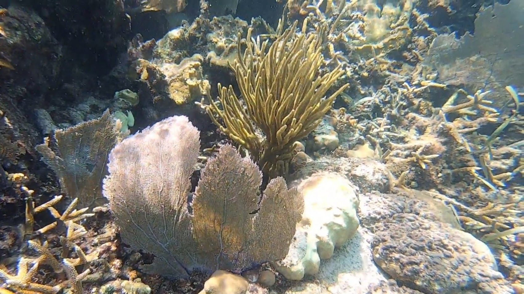 Indonesien-Gili-Air-Schhnorcheln-Korallen-3