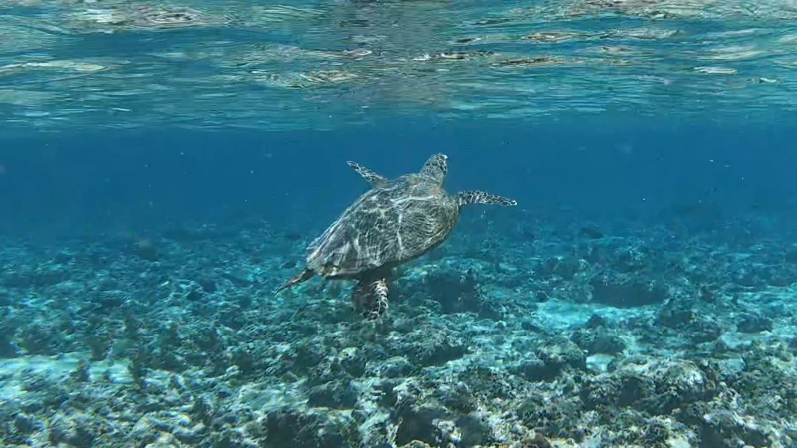 Indonesien-Gili-Air-Schhnorcheln-Schildkröte-2