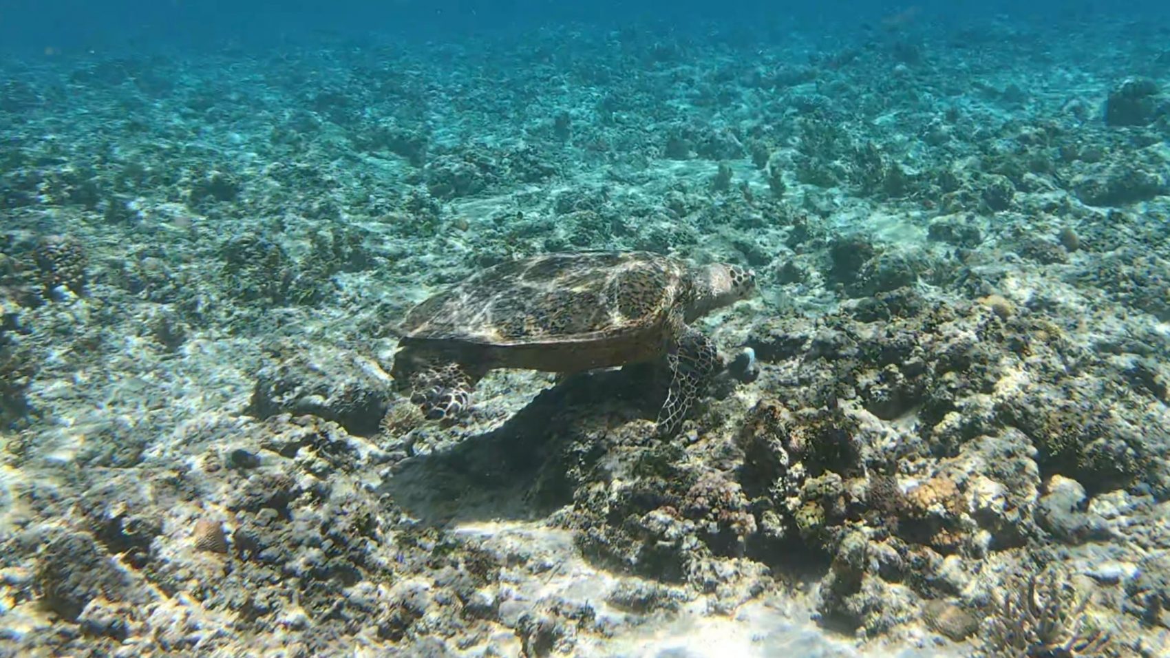 Indonesien-Flores-Schhnorcheln-Schildkröte